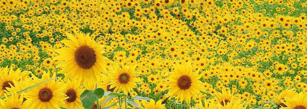 Gathering With Jesus